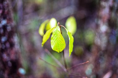 huş ağacı yaprakları ve dalları koyu arka plan