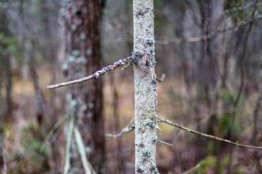 huş ağacı yaprakları ve dalları koyu arka plan