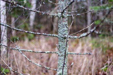 çıplak ağaç dalları koyu arka plan