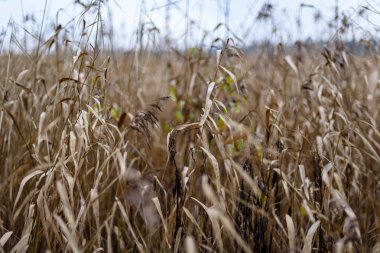 Sonbahar çimleri bents koyu arka plan