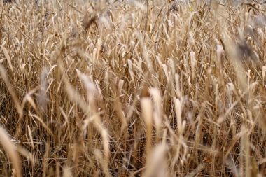 Sonbahar çimleri bents koyu arka plan