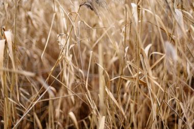 Sonbahar çimleri bents koyu arka plan