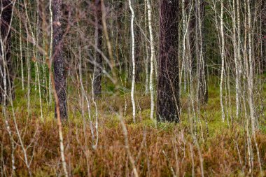 çıplak huş ağacı dalları sonbaharda karanlık bir arka plana dayanır