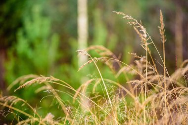 Sonbahar çimleri bents koyu arka plan