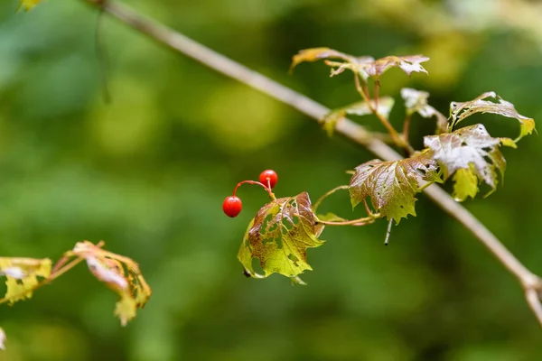 Birch tree bladeren en takken tegen de donkere achtergrond — Stockfoto