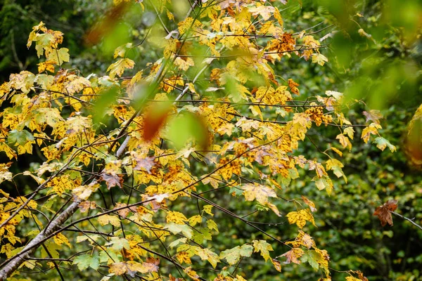 Hojas de manzano en otoño sobre fondo oscuro — Foto de Stock