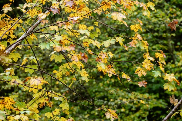 Feuilles d'érables en automne sur fond sombre — Photo