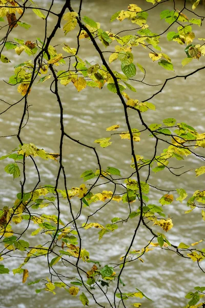 Naked birch tree branches in autumn against dark background — Stock Photo, Image