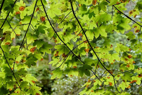 白樺の葉や暗い背景に枝 — ストック写真