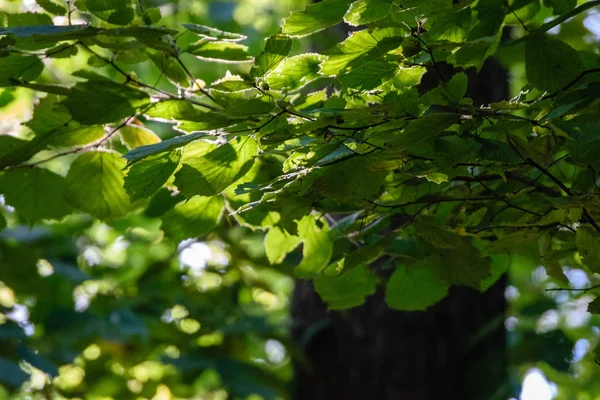 자작나무 트리 나뭇잎과 가지의 어두운 배경 — 스톡 사진