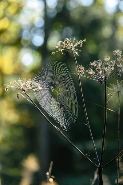 Herbst Gras biegt sich vor dunklem Hintergrund mit Spinnennetzen — Stockfoto
