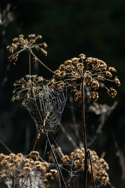 Осінні трави на фоні темного фону з павутинними сітками — стокове фото