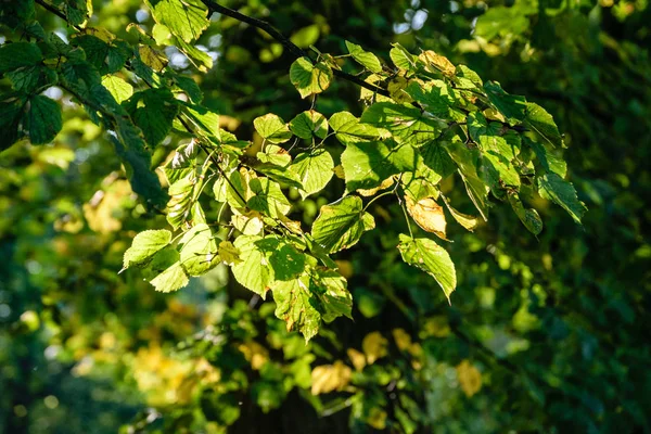 Huş ağacı yaprakları ve dalları koyu arka plan — Stok fotoğraf