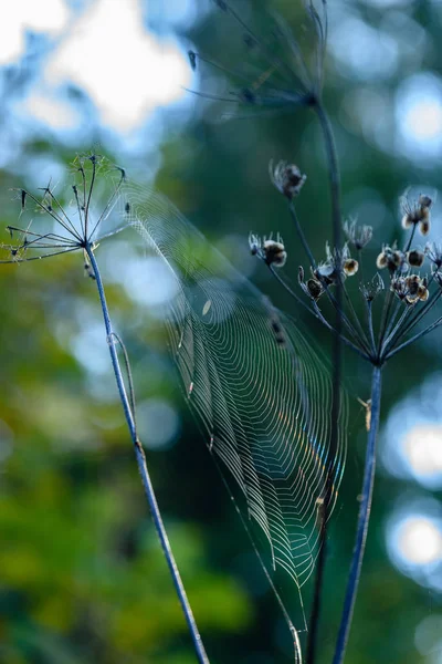 Осінні трави на фоні темного фону з павутинними сітками — стокове фото