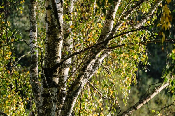 Blätter und Äste von Birken vor dunklem Hintergrund — Stockfoto