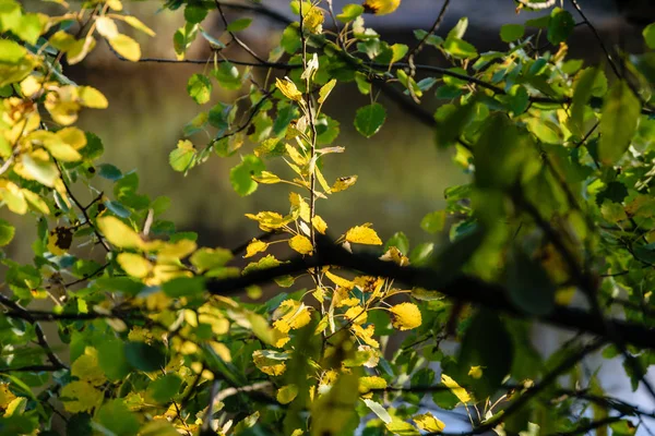 Березове листя і гілки на темному фоні — стокове фото