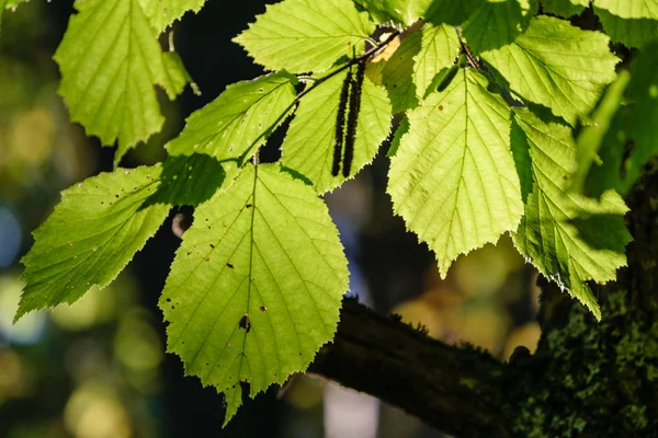 Betulla foglie e rami sullo sfondo scuro — Foto Stock