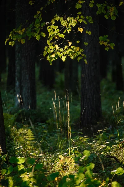 Huş ağacı yaprakları ve dalları koyu arka plan — Stok fotoğraf