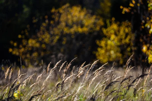 Sonbahar çimleri bents koyu arka plan