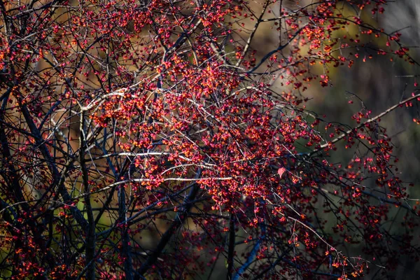 Jeřabiny strom proti tmavým pozadím — Stock fotografie