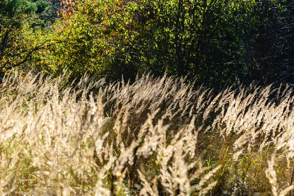 Podzimní trávy bents proti tmavým pozadím — Stock fotografie