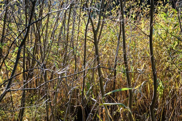Jesienią trawa wygięte ciemnym tle — Zdjęcie stockowe
