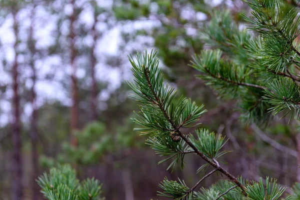 Branches d'épinette sur fond sombre — Photo