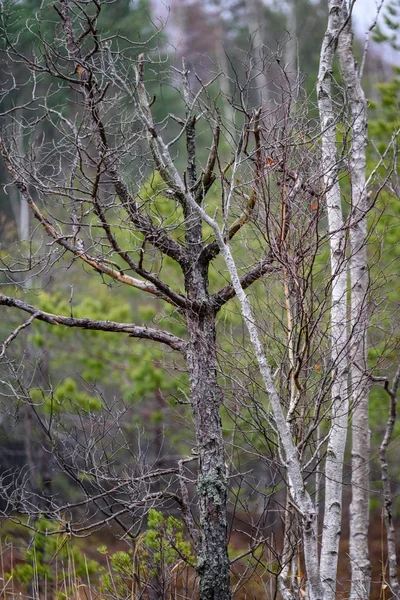 Nahých větví proti tmavým pozadím — Stock fotografie