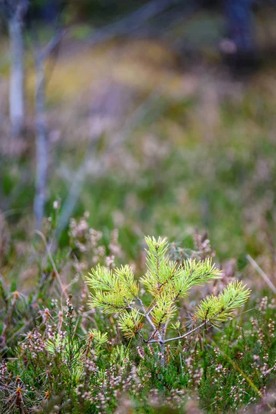 Autunno erba curve contro sfondo scuro — Foto Stock