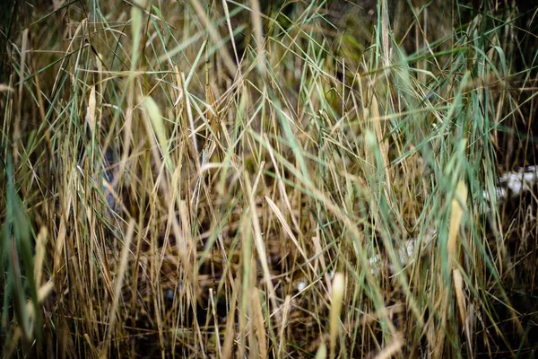 Autumn grass bents against dark background — Stock Photo, Image