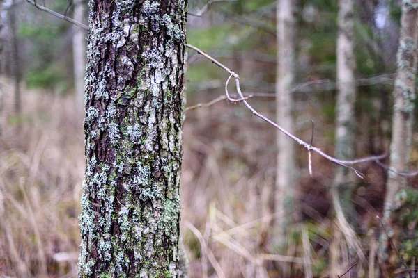 Rami d'albero nudi sullo sfondo scuro — Foto Stock