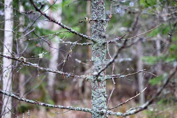 Galhos de árvores nuas contra fundo escuro — Fotografia de Stock