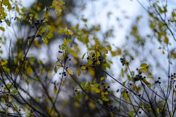 Betulla foglie e rami sullo sfondo scuro — Foto Stock