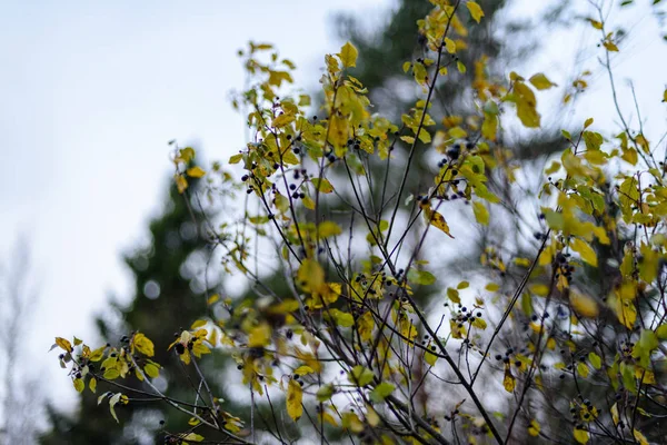 Birch tree leaves and branches against dark background — Stock Photo, Image