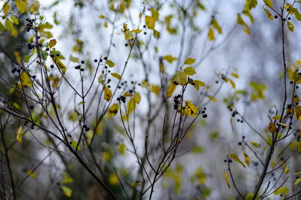 Birch tree bladeren en takken tegen de donkere achtergrond — Stockfoto