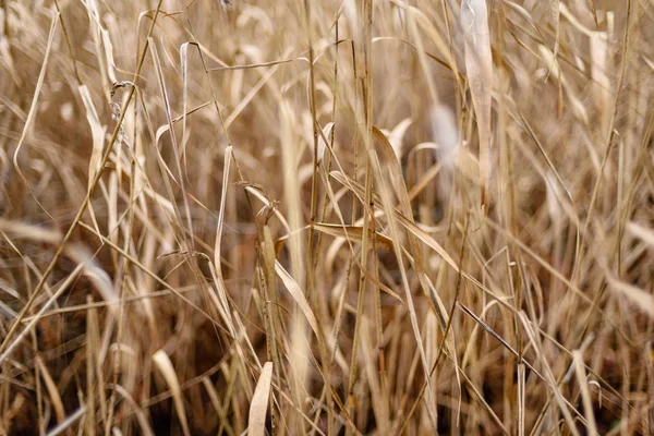 Herbe d'automne courbé sur fond sombre — Photo