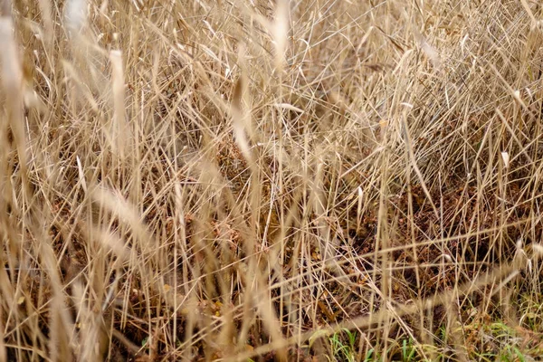Jesienią trawa wygięte ciemnym tle — Zdjęcie stockowe