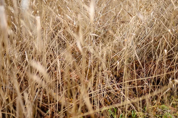 Outono baías de grama contra fundo escuro — Fotografia de Stock