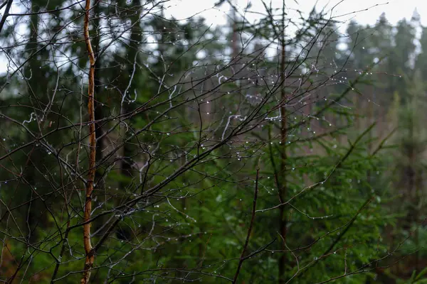 Γυμνή σημύδα κλαδιά δέντρων το φθινόπωρο με μαύρο φόντο — Φωτογραφία Αρχείου