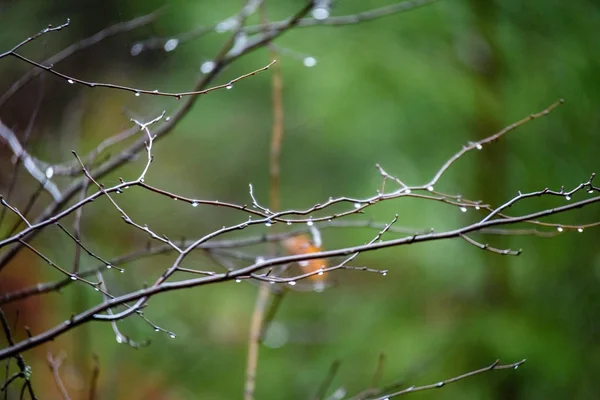 Naked birch tree branches in autumn against dark background — Stock Photo, Image