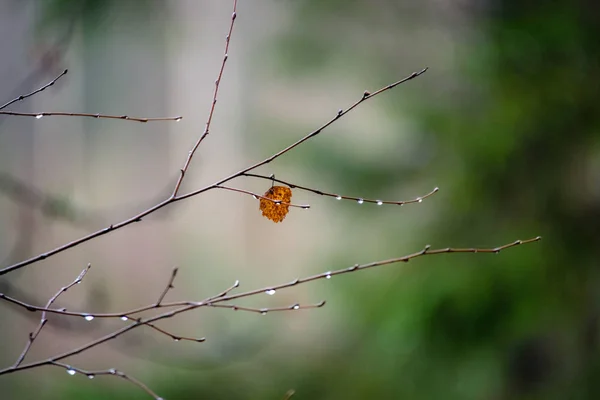 Brzoza nagie gałęzie drzewa jesienią ciemnym tle — Zdjęcie stockowe