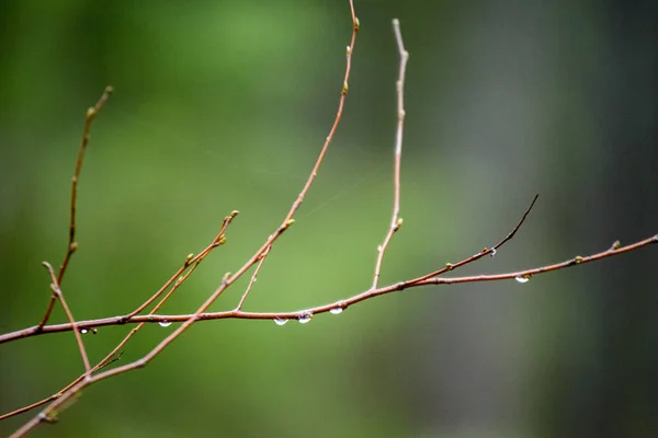 Branches de bouleau nues en automne sur fond sombre — Photo