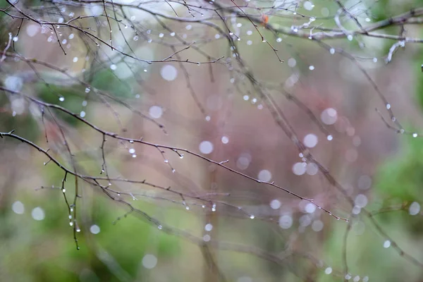 Naakte berk takken in de herfst tegen de donkere achtergrond — Stockfoto