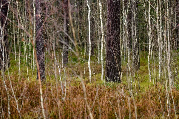 暗い背景に対して秋に裸の白樺の木の枝 — ストック写真