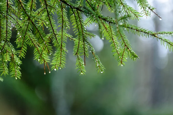 Spruce trädgrenar mot mörk bakgrund — Stockfoto