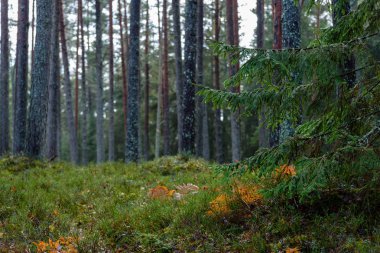 Ladin ağaç dalları koyu arka plan