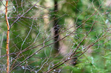 çıplak huş ağacı dalları sonbaharda karanlık bir arka plana dayanır