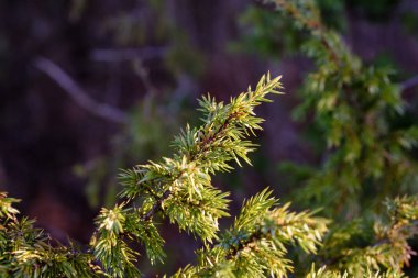 ardıç dalları koyu arka plan