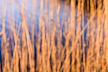 Sonbahar çimleri bents koyu arka plan
