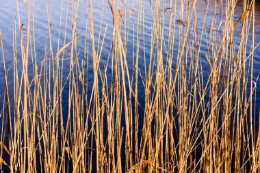 Sonbahar çimleri bents koyu arka plan